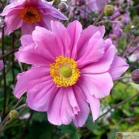 Anémone Du Japon Serenade Anemone Tomentosa à Fleurs Doubles Roses