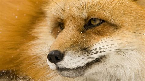 Fox Eyes Snow Macro Animals 1920×1080 Fotos De Raposa Raposa