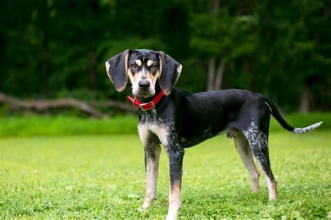 Black English Coonhound