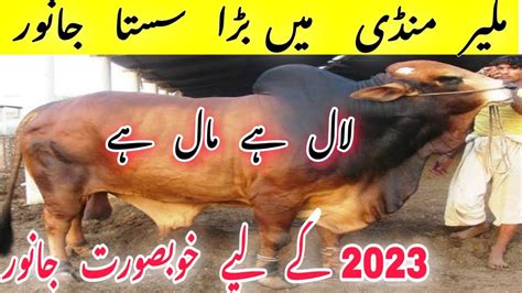 Heavy Bulls For 2023 Malir Mandi Rates Update Cow Mandi 2022