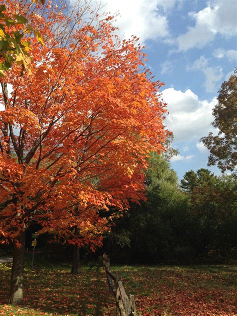 Fall foliage at it's finest in Burlington, VT | Fall foliage, Foliage ...