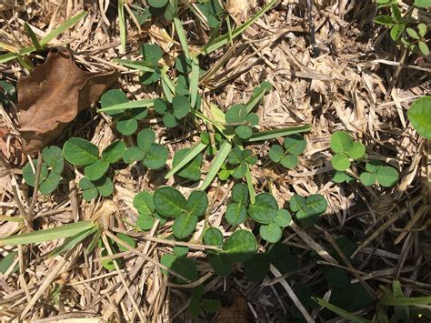 Weed Id St Augustine Grass Central Florida Lawn Care Forum