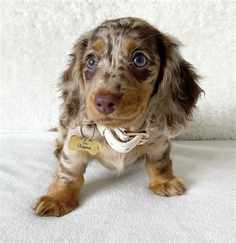 Long-Haired Dapple Dachshunds are the 'Tiny Supermodels' of the Dog World - Rocky Kanaka