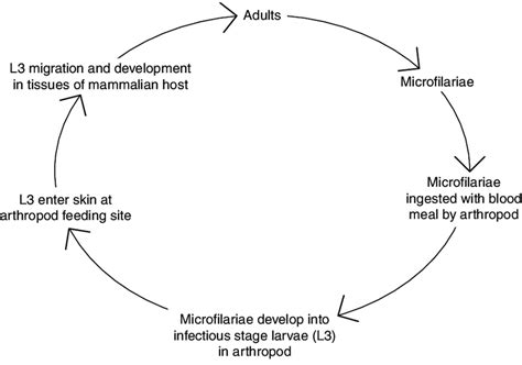 Filaria Life Cycle