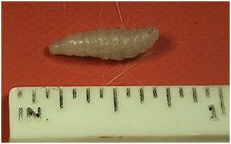 Cuterebra Larvae Inside A Body