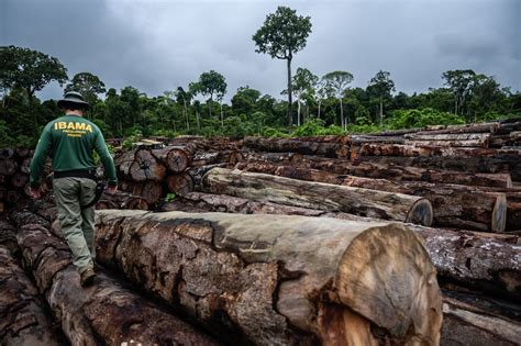 Desmatamento da Amazônia é o maior já registrado em 12 anos aponta o