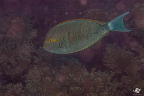 Elongate Surgeonfish Facts And Photographs Seaunseen