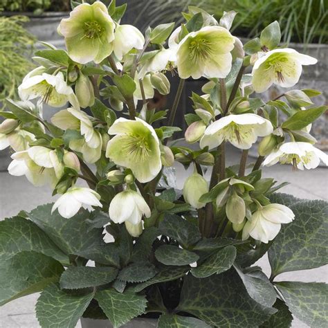 Frostkiss® Mollys White Lenten Rose Sooner Plant Farm