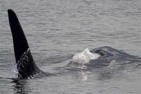 Male Orca Whale Dorsal Fin Northern Vancouver Island