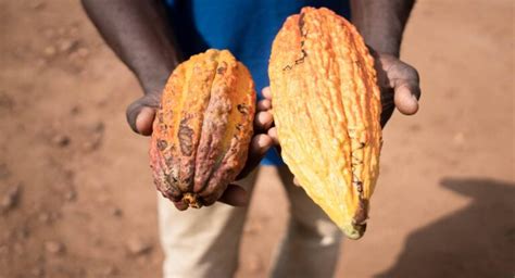 Descubre Los Líderes Mundiales En Cacao ¡sorpréndete Con Los Mayores Productores