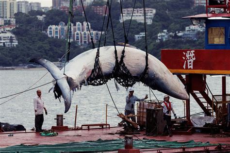 香港鯨魚之死：港府反應慢又不作為，害死一條布氏鯨？ 過去24小時 轉角國際 Udn Global