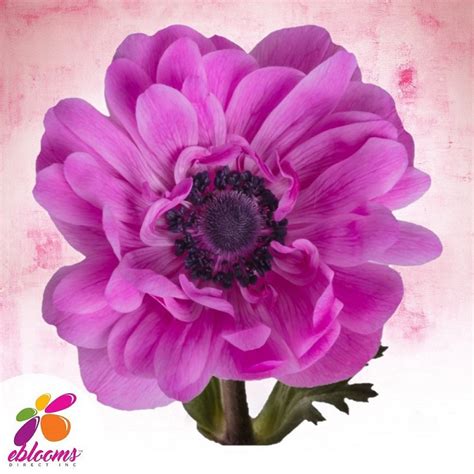 Anemones Fullstar Hot Pink Ebloomsdirect Eblooms Farm Direct Inc