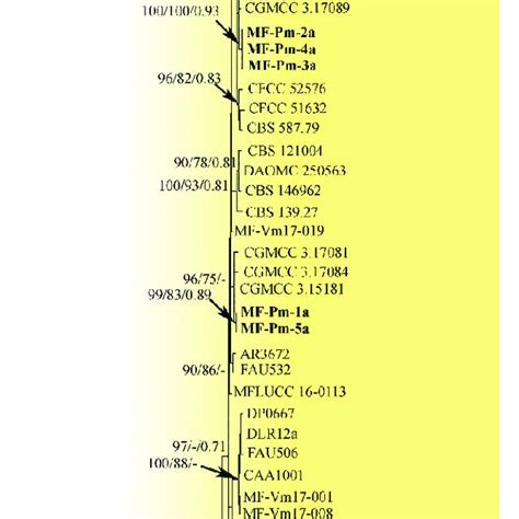 Phylogenetic Tree Of The Diaporthe Eres Species Complex Inferred From A