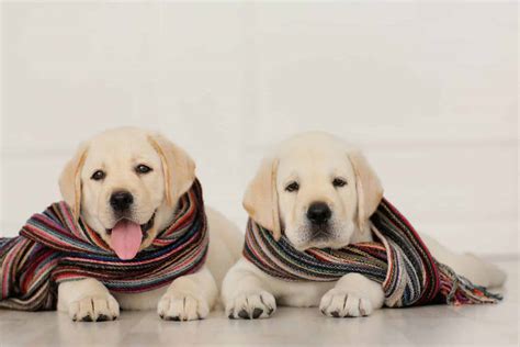 400 Best Labrador Retriever Names that are Unique and Cool - K9 Web