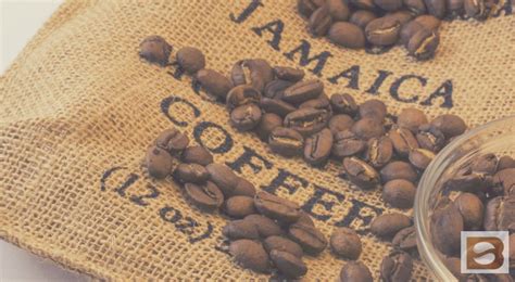 Best Jamaican Blue Mountain Coffee Brands The Real Deal Bean Ground