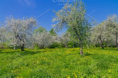 Old Apple Orchard During Flowering Stock Photo Containing Apple Tree