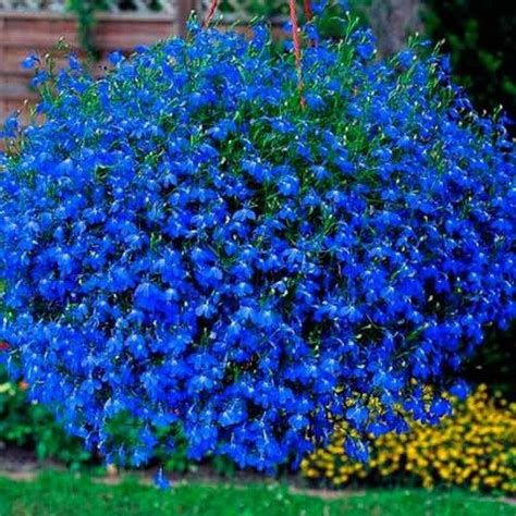 Organic Flower Seeds Lobelia Blue Cascade Lobelia Pendula 50