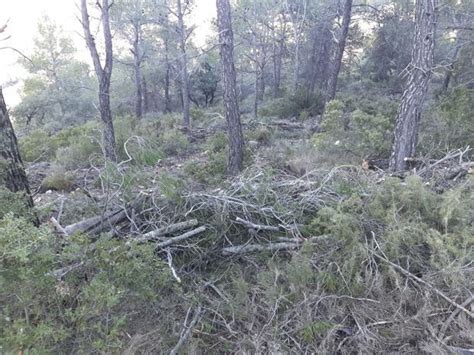 Alcoi Millora Terrenys Forestals Municipals Gr Cies A Una Subvenci De