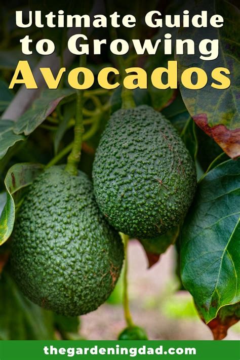 10 EASY Tips To Grow Avocado In Pots Grow Avocado Growing An Avocado