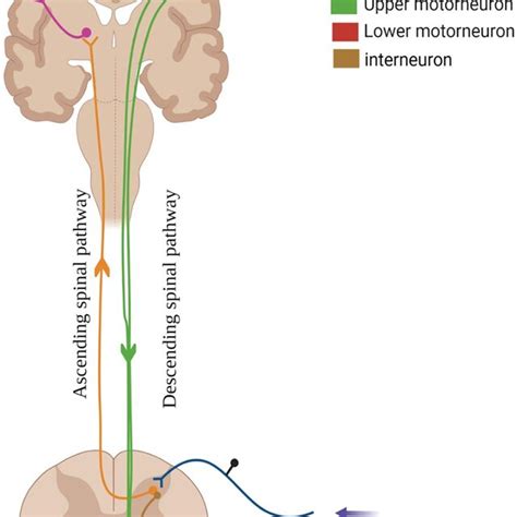 Scaffold Design For Axon Regeneration After Spinal Cord Injury