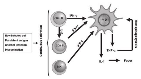 Schema Of Viral Associated Hemophagocytic Syndrome Nk Natural