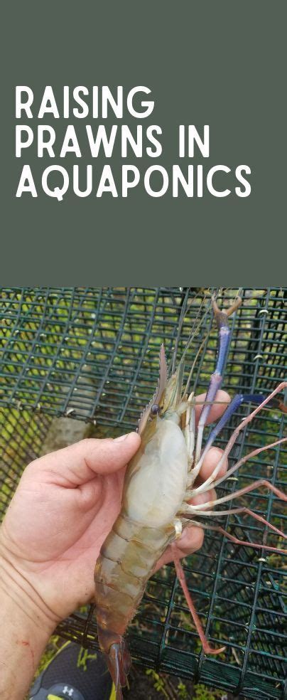 Raising Prawns In Aquaponics Aquaponics Fish Backyard Aquaponics