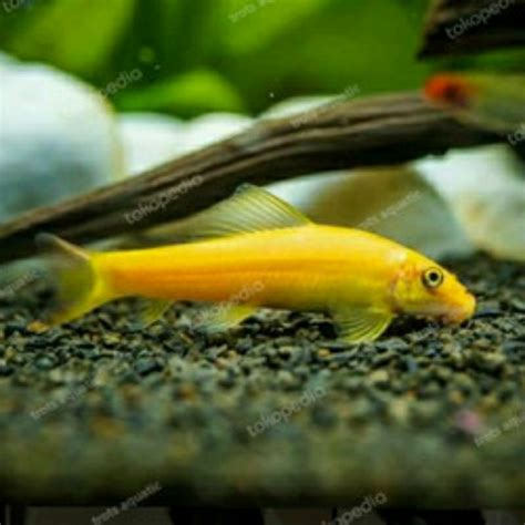 Jual Ikan Cae Ikan Alga Eater Ikan Pemakan Alga Ikan Hias