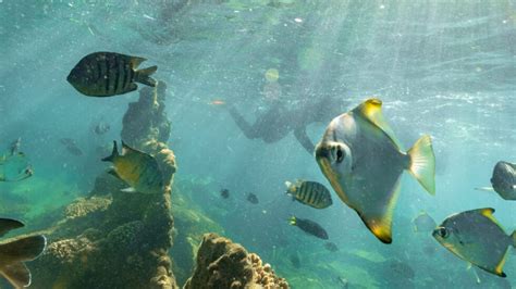 Tangalooma Wrecks Snorkel Tour From Brisbane River To Bay