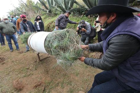 Arranca Venta De Rboles De Navidad En Xonacatl N Edomex