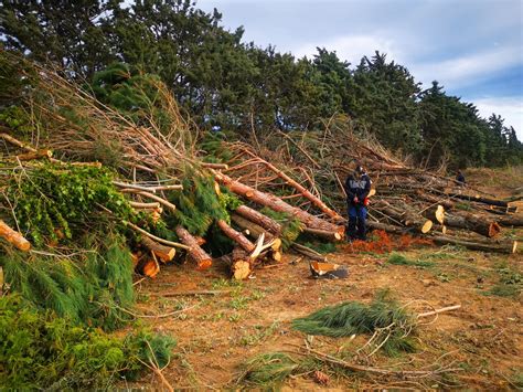 GESHORS Yann 𝓹𝓱𝓸𝓽𝓸𝓼 𝓷𝓪𝓽𝓾𝓻𝓮 on Twitter 70 arbres abattus en cachette