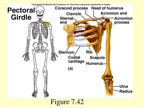 Powerpoint Presentation To Accompany Holes Human Anatomy And