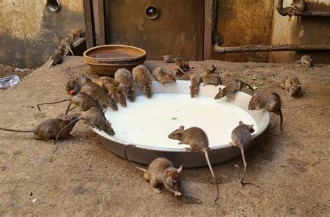 Visiter Le Temple Des Rats Karni Mata Deshnoke