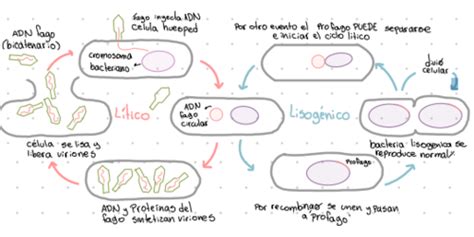 biología microbiología Flashcards Quizlet