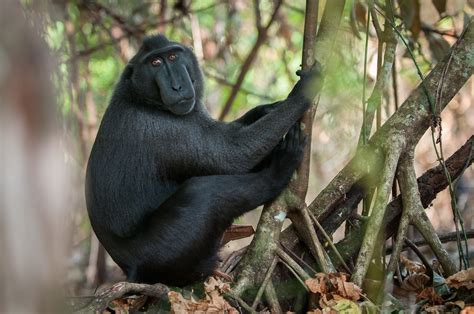 Black-Crested Macaque | Sean Crane Photography