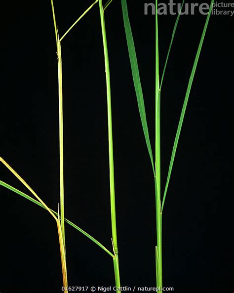 Stock Photo Of Bakanae Disease Gibberella Fujikuroi Showing