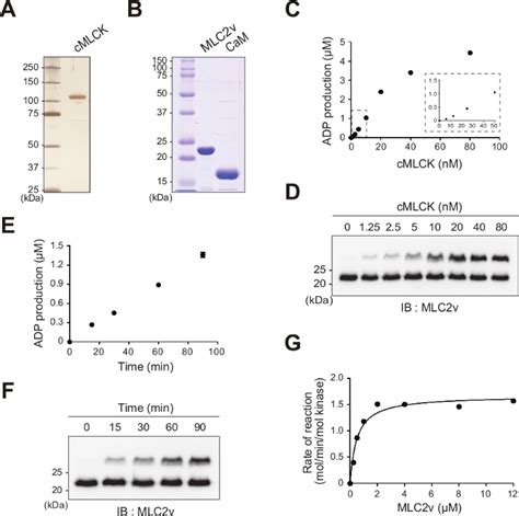 Non Radioactive In Vitro Cardiac Myosin Light Chain Kinase Assays