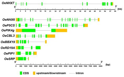 Gene Structure Of Ten Genes Was Identified In The Present Study In