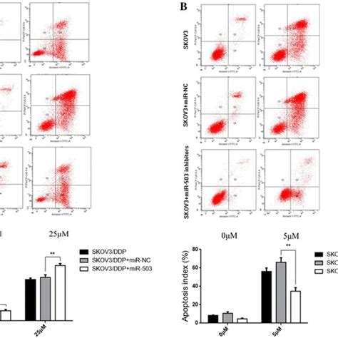 MiR 503 Overexpression Increased Cisplatin Sensitivity By Inhibiting