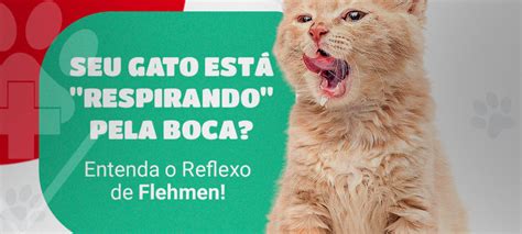 HV Levet - Seu Gato Está 