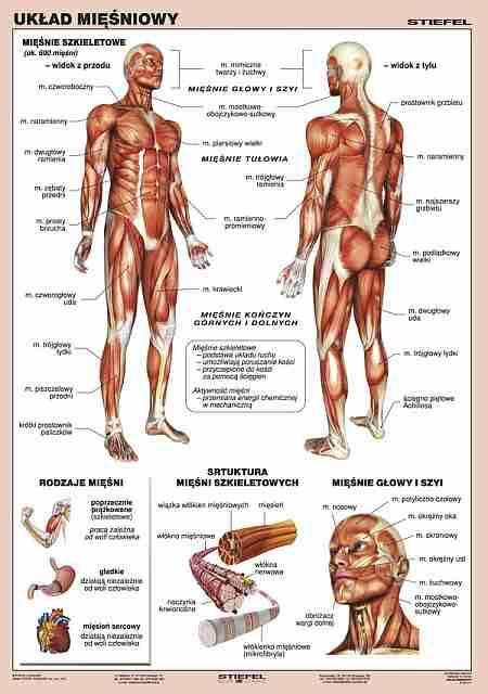 Układ mięśniowy człowieka Szkolarbis Szkolarbis