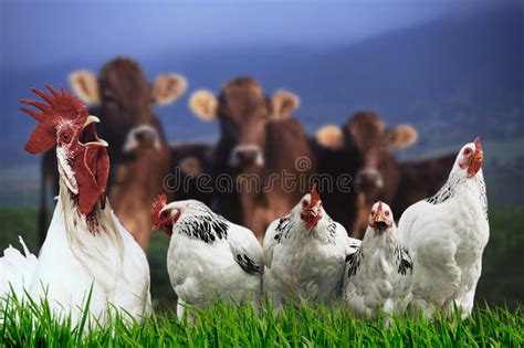 Cow Pig Chickens Stock Photos Free Royalty Free Stock Photos