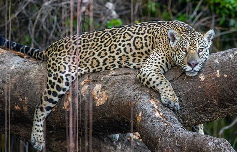 Jaguar Zellikleri Beslenmesi Remesi Ve Ya Am Alan Su Egit