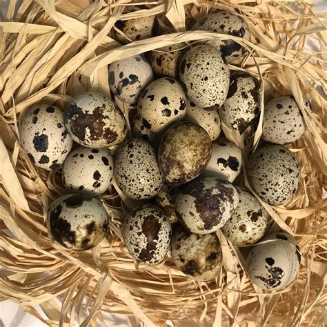 12 Fertile Hatching Quail Coturnix Eggs Jumbo Breed Brown Japanese Pharaoh St Simons