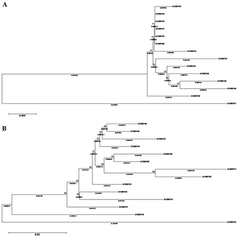 Dendrogram Generated Using Neighbour Joining Method For Local Mango