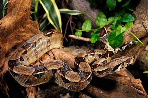 Boa Constrictor Care Guide: Diet, Setup, Handling - Reptile Craze