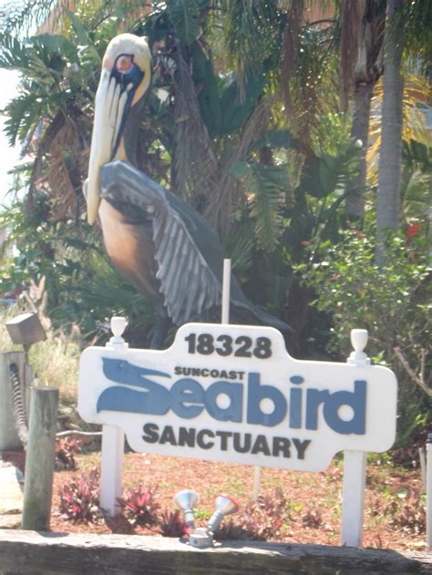 The Suncoast Seabird Sanctuary On Indian Shores Largest Of Its Kind In