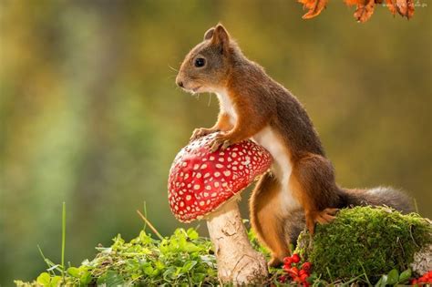 A Squirrel Sitting On Top Of A Mushroom