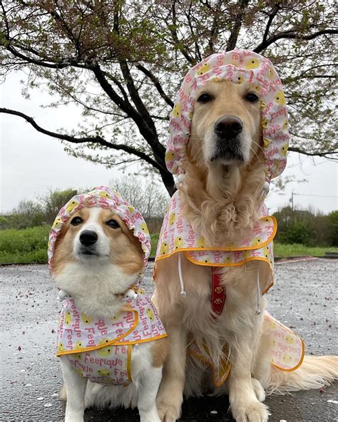 さくもん 阿呆の血のしからしむる常恋隊 on Twitter RT TamaJun1970418 こま風と雨で 桜 さんのお花