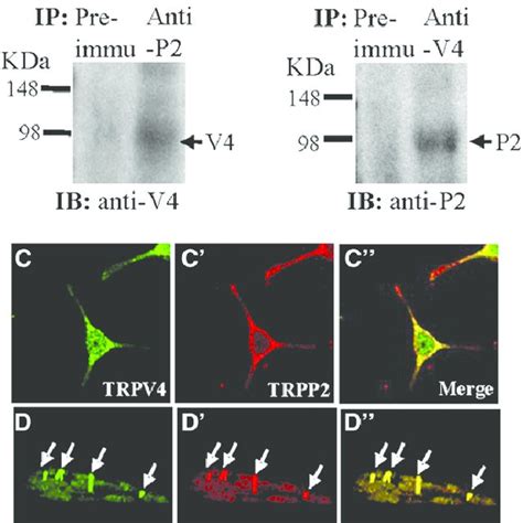 TRPV4 And TRPP2 Involvement In Flow Induced Ca 2 I Entry In M1 CCD