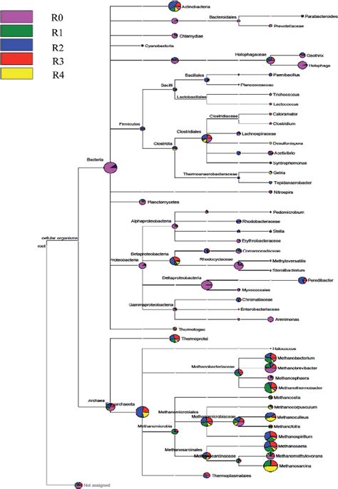 Phylogenetic Relationships Of Sequences From The Dominant Bacterial